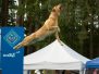 Adirondack Woof Stock 2015